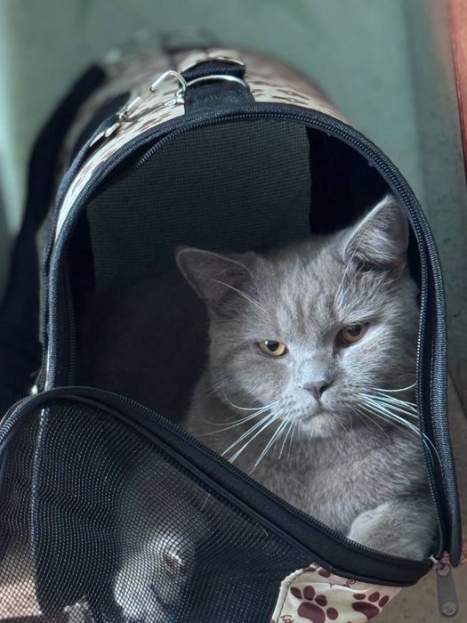 Скотиш Страйт чистокровный