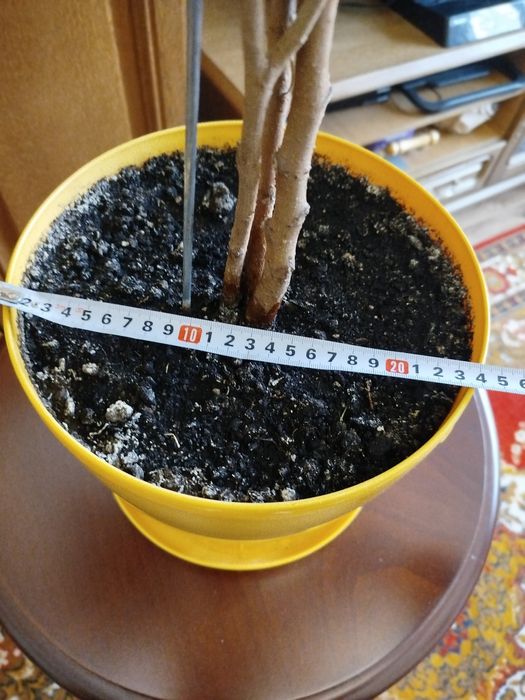 Фикус комнатный.