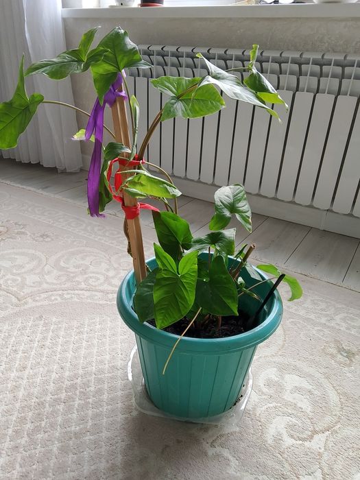 Гүлге кепілдік қарастырылмаған.