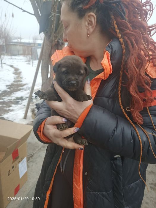 Щенки ищут дом, ответственным