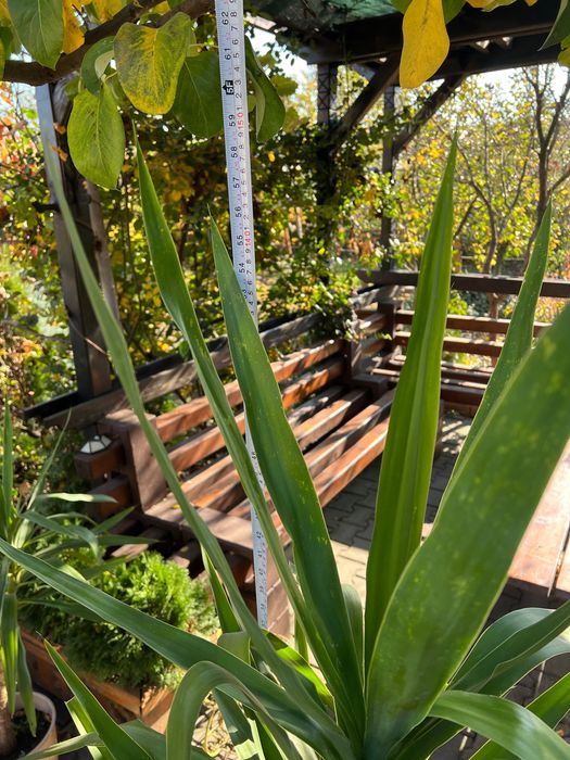 Yucca plantă decorativă