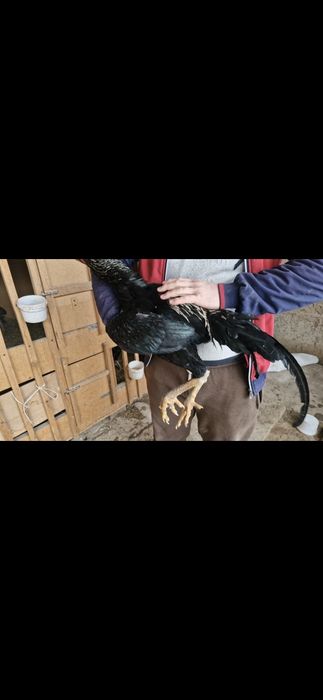 2 шоже кораз сатылады