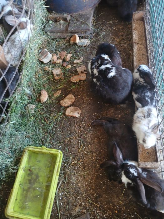 Iepuri de vinzare de la 100 de lei buc,pretul difera in functie de rasa si virsta