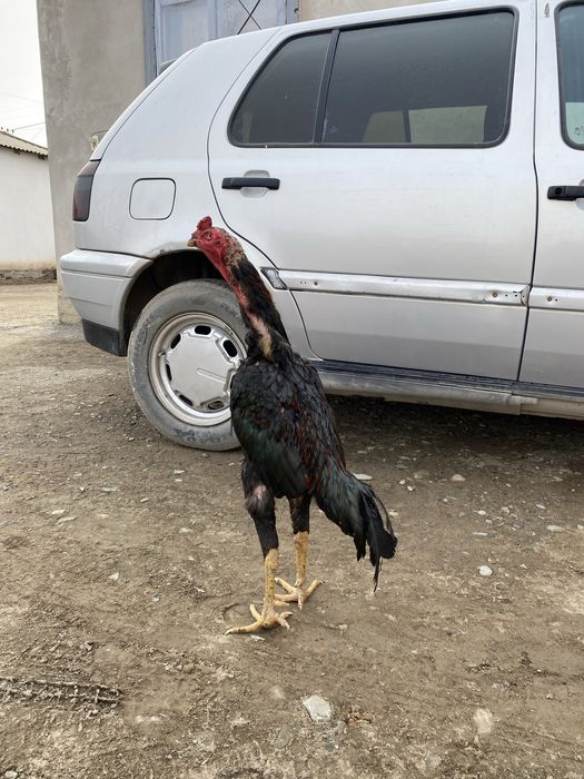 Дакан бойцовый кораз тулек