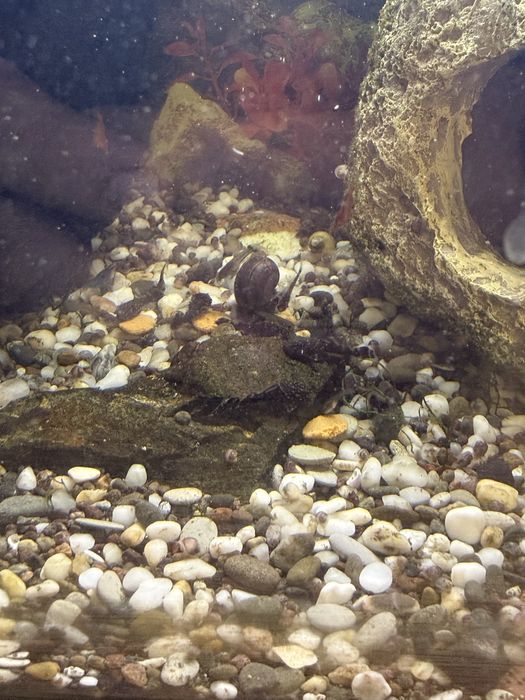 Продам мальков анцитруса