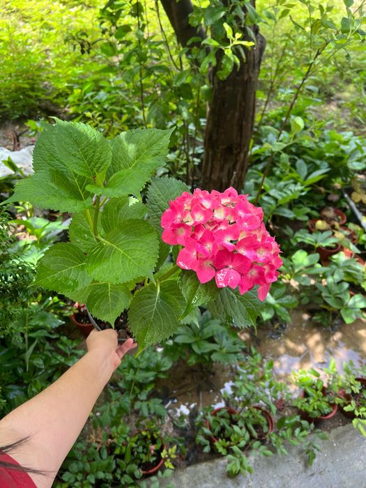 гортензия крупнолистная