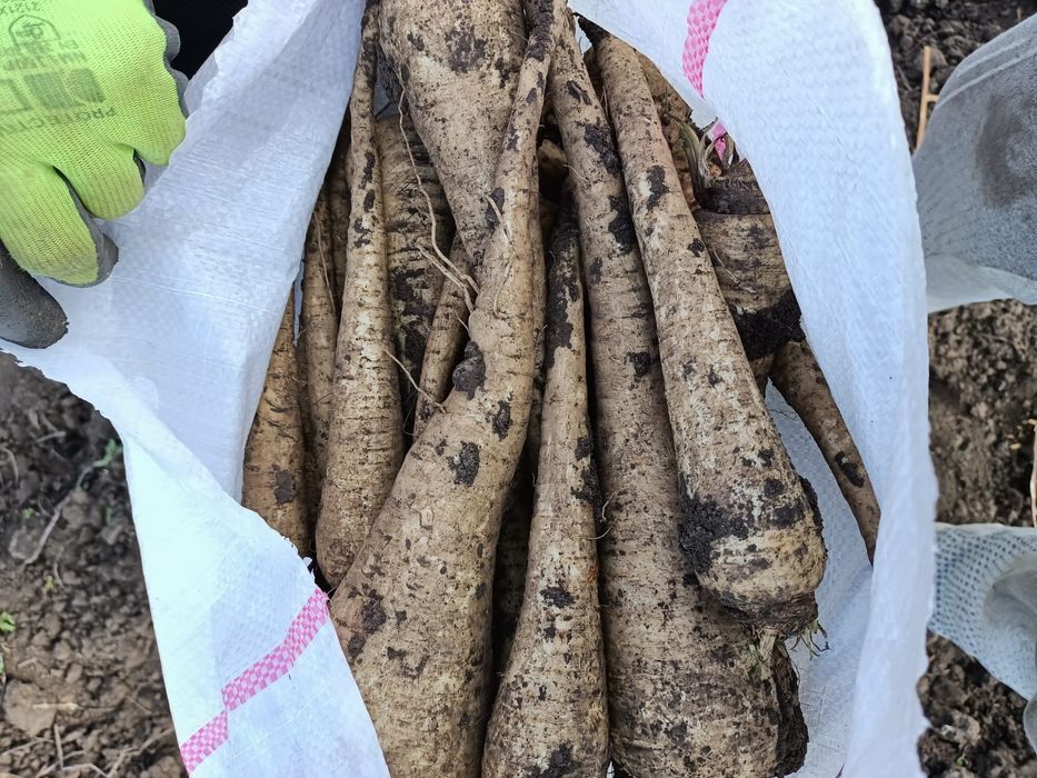 Vând pastarnac proaspăt