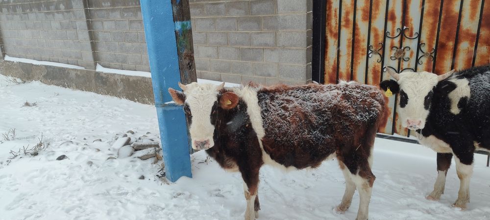 Танадар сатылады.   .