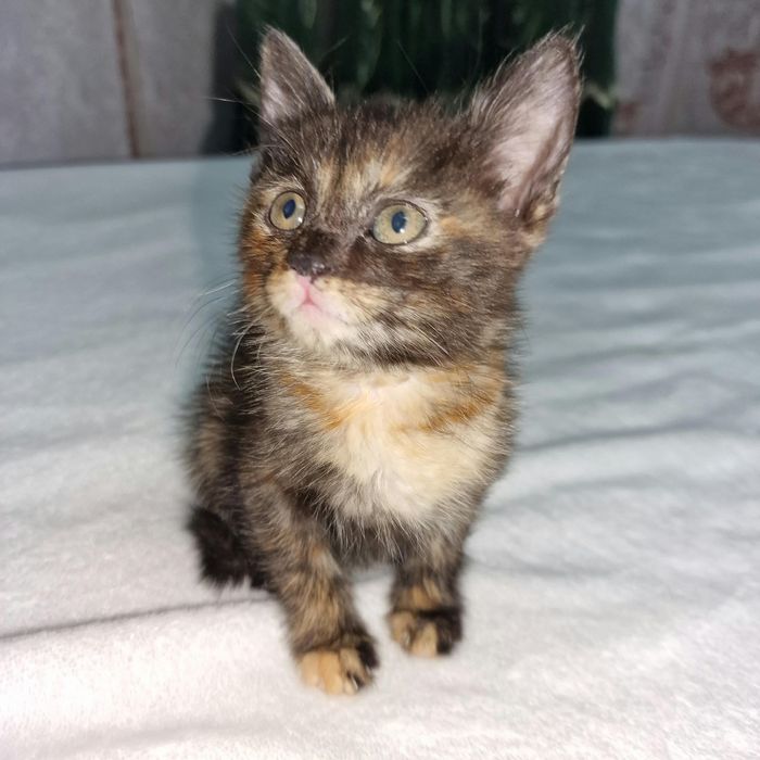 Котята ищут свою семью