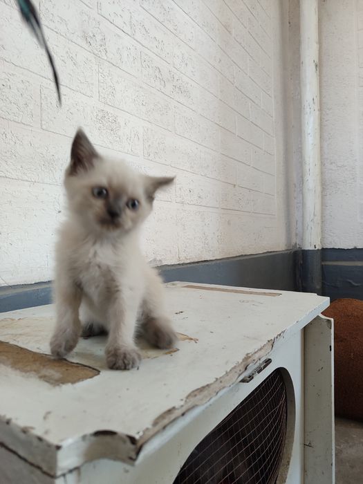 Mushuk britanski qiz 2 oylik