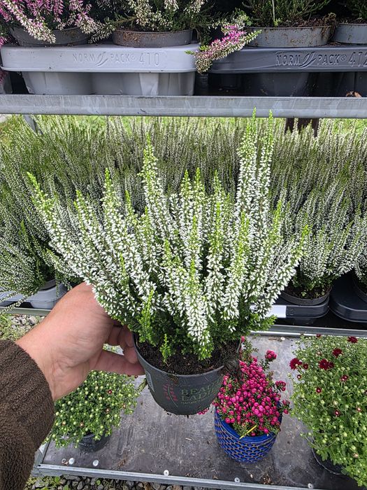 Calluna vulgaris angro