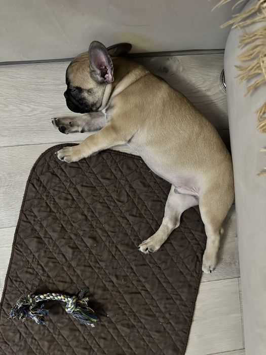 Французский бульдог