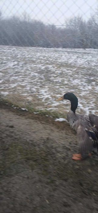 Schimb 2 ratoi indieni