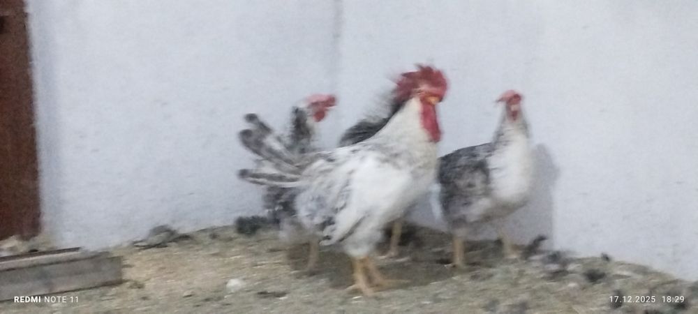 Балковский зотдор хуроз товуклар сотилади