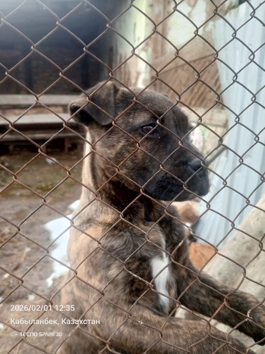 Щенок кане корсона