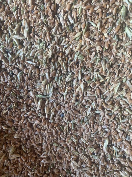 Бидай пшеница 110тг