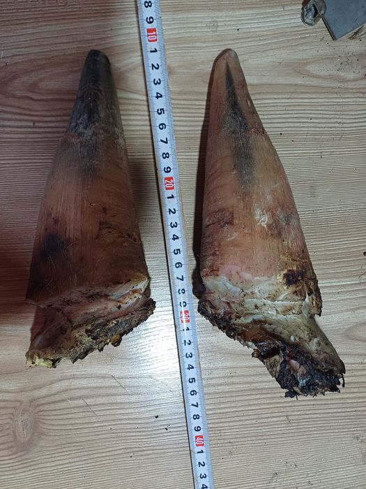 Рога за кукери .