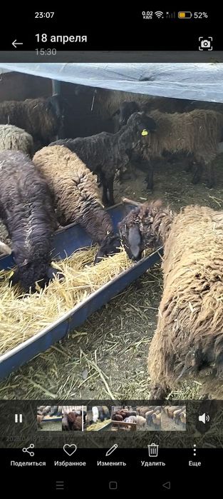 Бараны токтылар кошкарлар