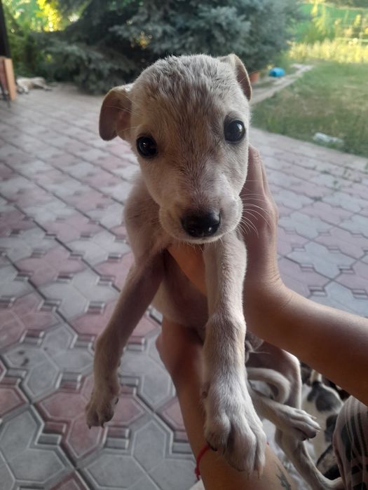 Отдам щенят бесплатно