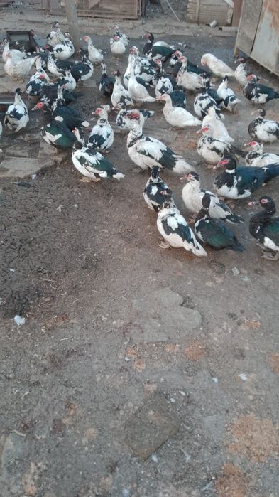 Vând Rațe/Rațoi crescute la curte