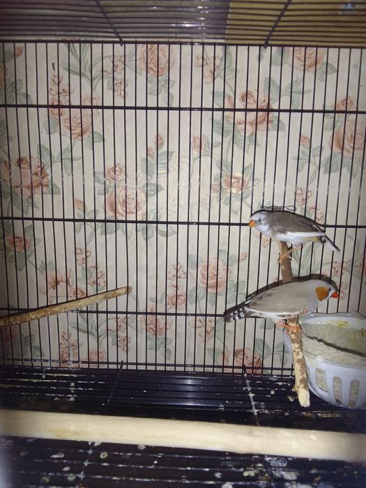 Продам амадин пару