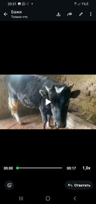 Продоётся бык, очень хороший