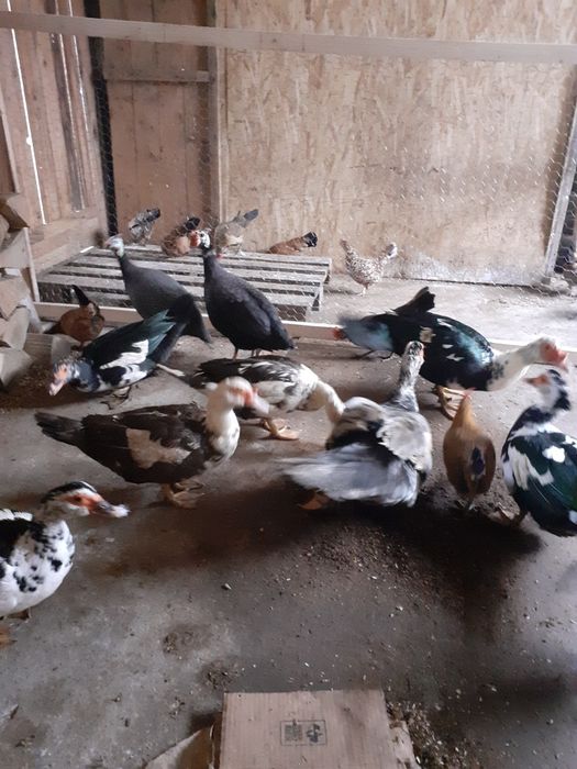 Rate mute 2024 mai multe culorii