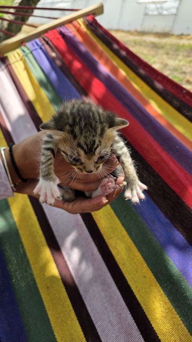 Подаряват малки котенца три броя.