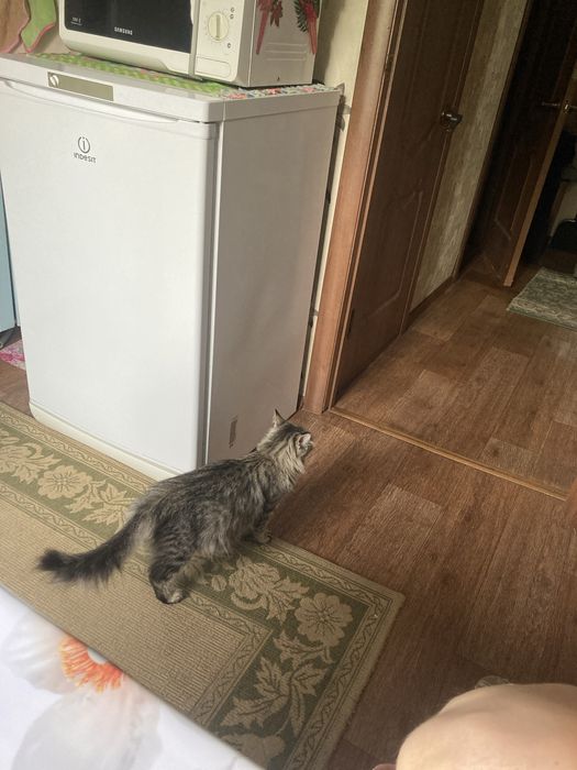 Котята Майкун бронь