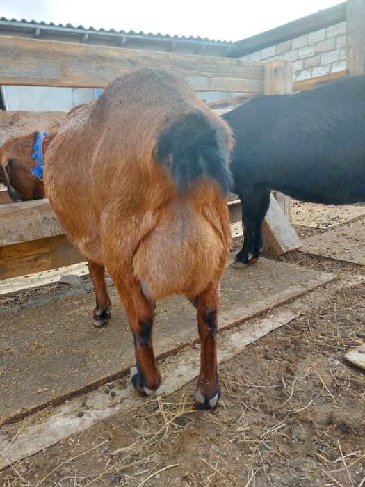 асыл тұқымды ешкілер сатылады