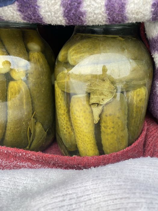 Огурцы домашние 2025 года