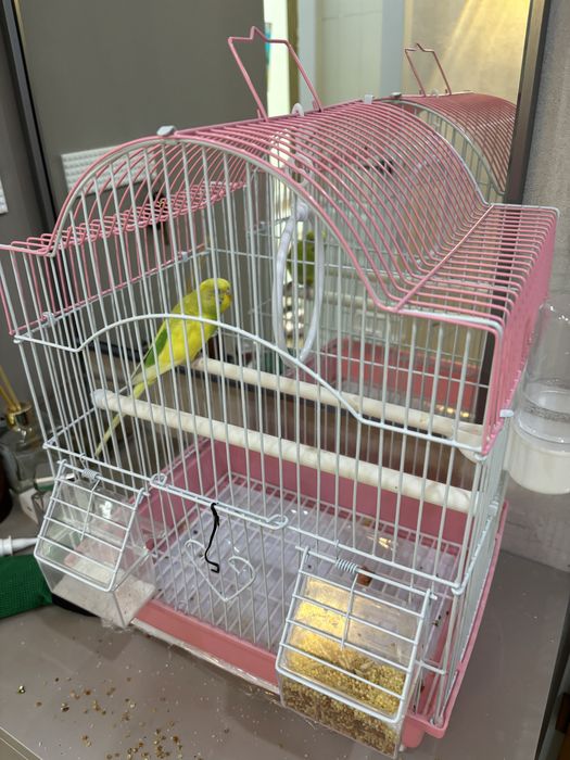 Попугай с клеткой