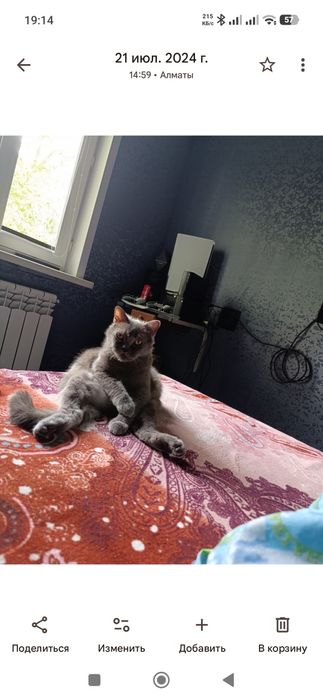 Отдам кота в добрые руки