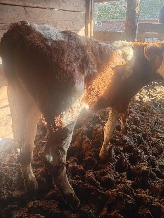 Vând 3 tăurași un belgian si doi bălțați