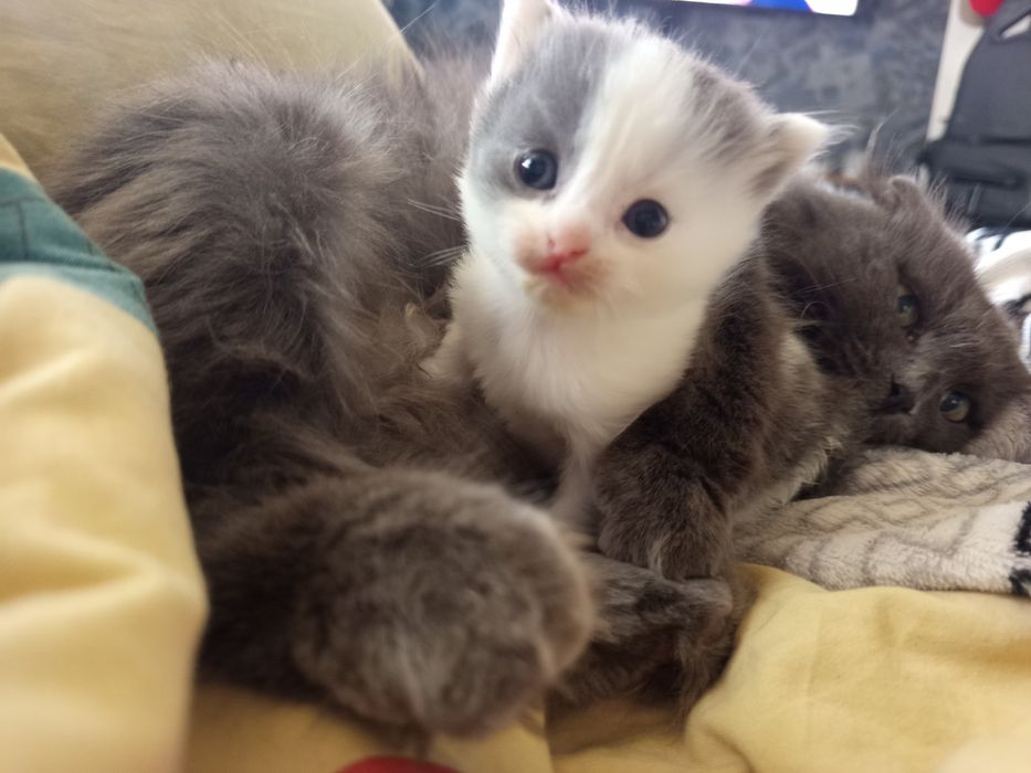 Британский котенок девочка