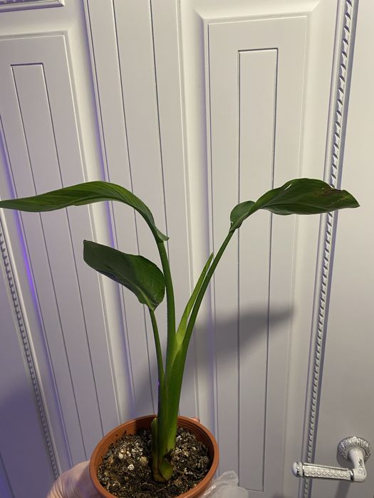 Стрелиция николая