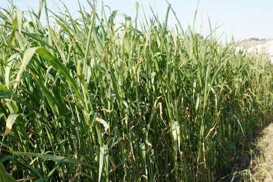 Прожаю семена суданской травы