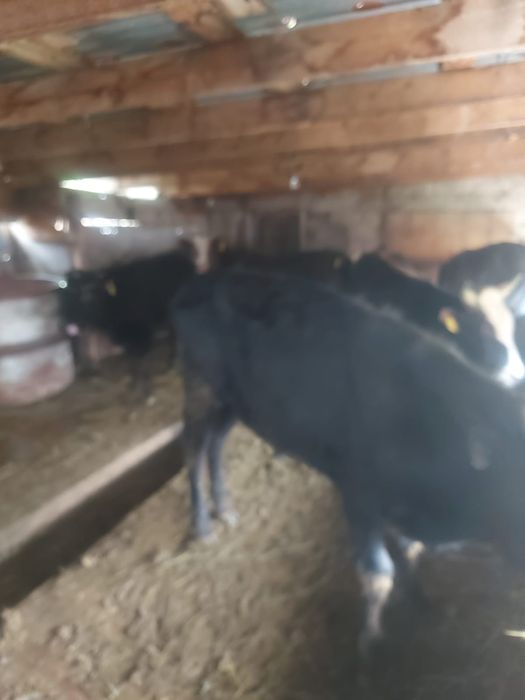 Продаются полтора годовалые бычки