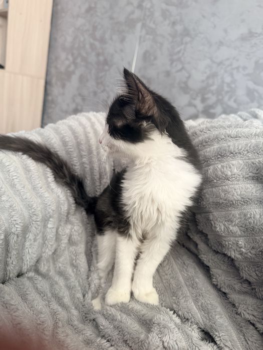 Отдам Котенка в хорошие руки