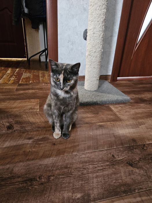 В заботливые руки кошечка