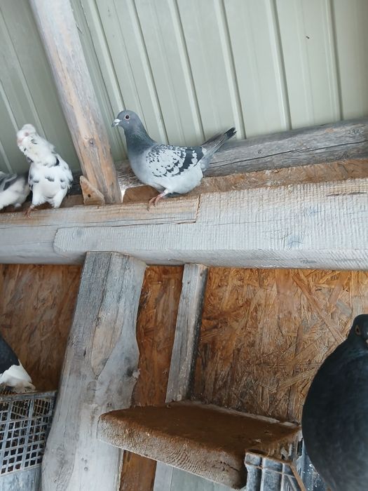 Vînd porumbei capucini