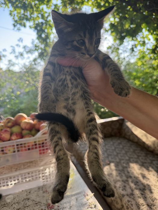 Отдам котят в добрые руки
