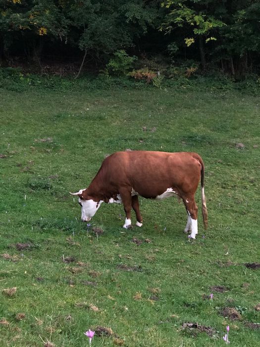 Vaca de vânzare .