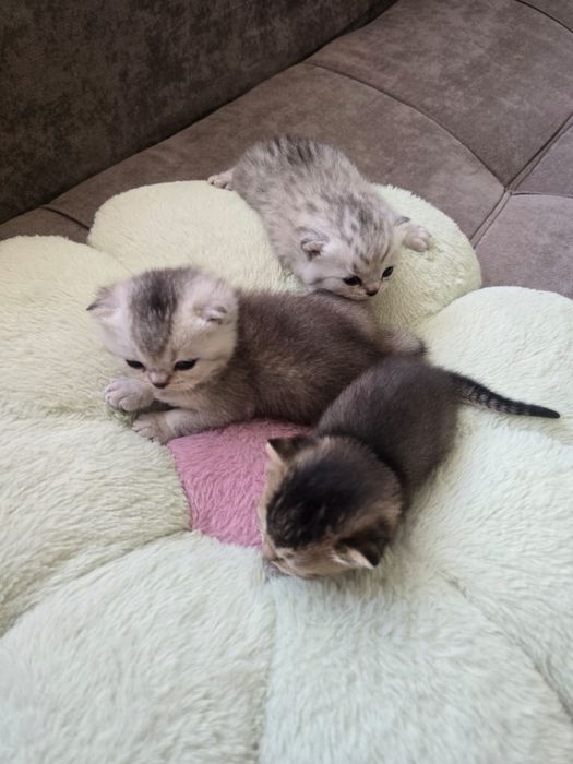 В продаже имеються котята