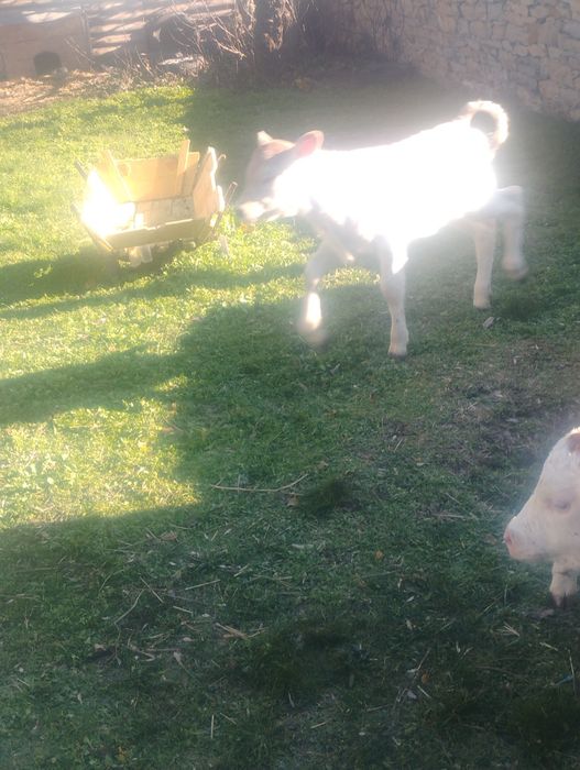 Продавам  две женски телета месодайни