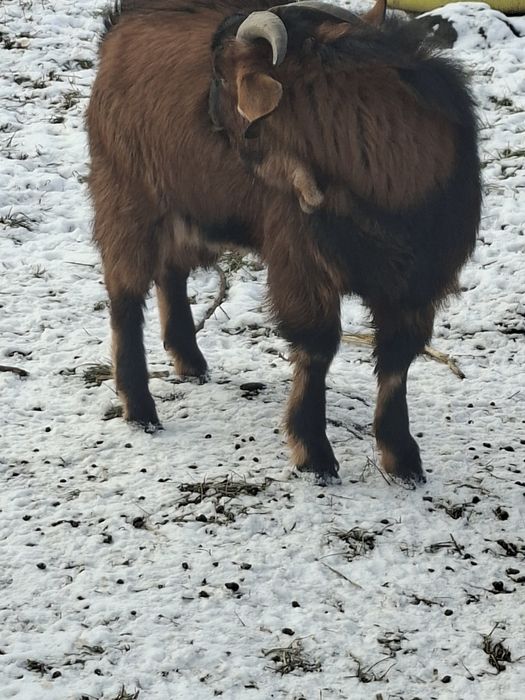 Schimb doi tapi cu gaini