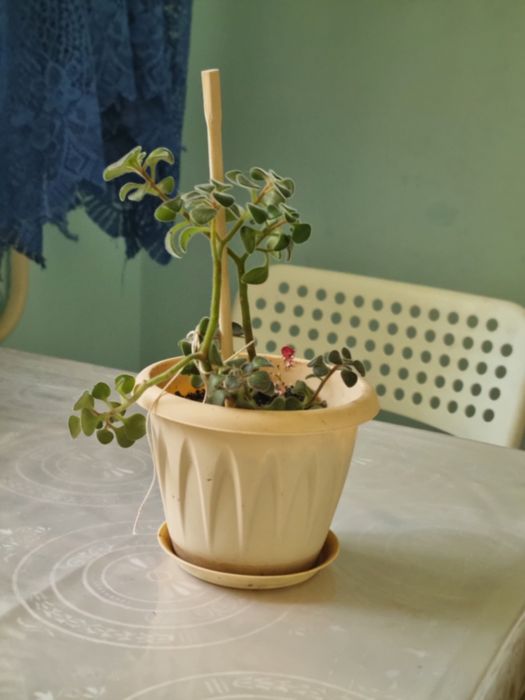 Продаю молочай и дерево любви