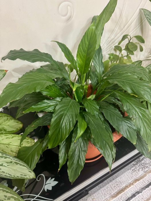 Комнатные цветы 3000, 5000 тг