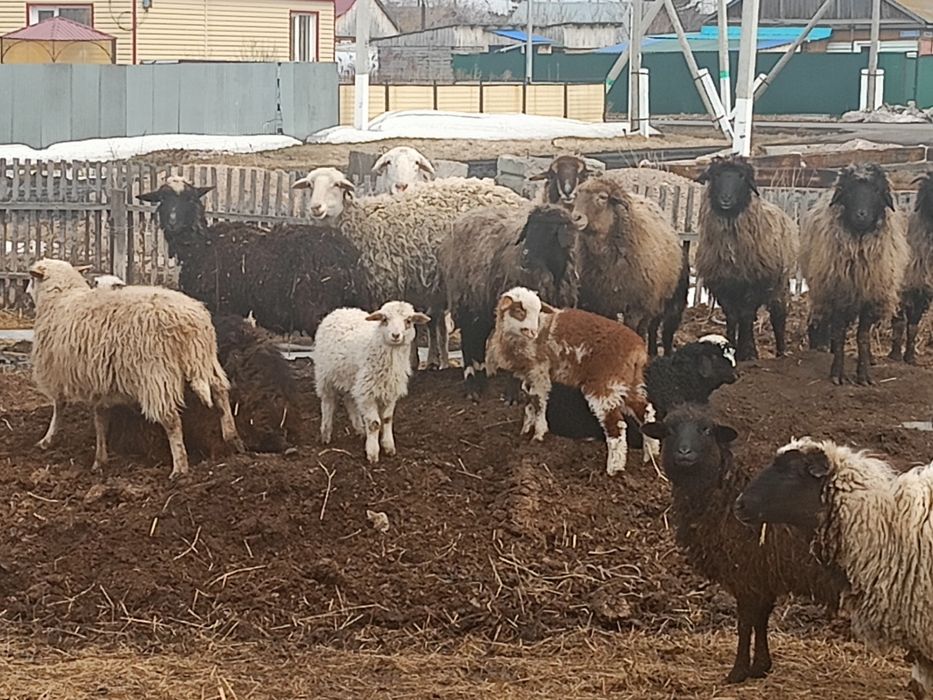 Продам овцематок на развод.