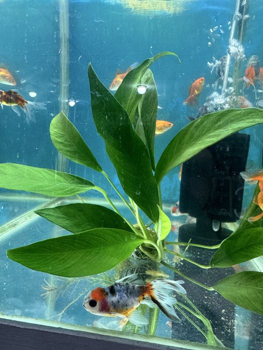 Аквариумное растение Анубиас